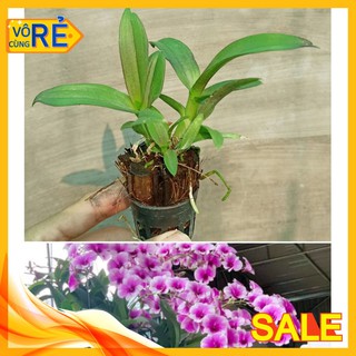 [Cây giống] Lan Dendro mini hàng cây giống nhiều thân cực đẹp - giống lan siêng hoa, dễ chăm