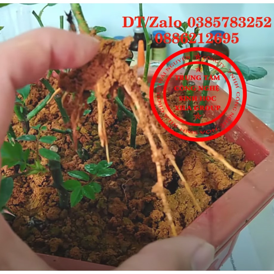 Hormone kích rễ NAA giâm/chiết cành hoa hồng Xila Group