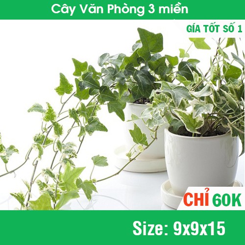 [HÀNG  LOẠI 1] Cây Thường Xuân mini để bàn văn phòng hàng đẹp giống F1