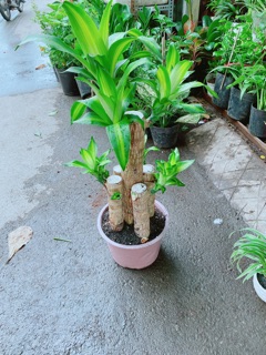 Cây Phát Tài