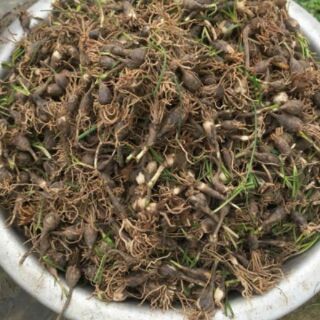 khóm củ Huệ mưa