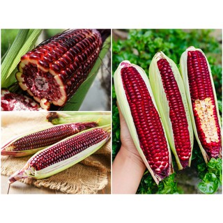 Gói 50 hạt giống bắp ngọt Tím Nữ Hoàng Đỏ - giống bắp ngọt ăn sống nhiều dinh dưỡng - hạt mới, nảy mầm tốt