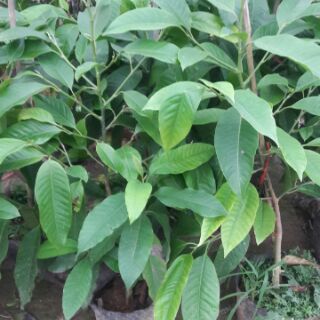 Cây giống hoa ngọc lan
