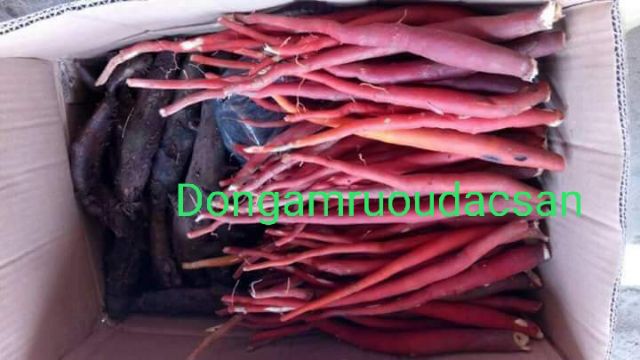 Sâm cau đỏ chọn 1kg to đều chuẩn rừng