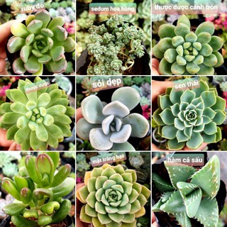 Sen đá được lựa chọn hơn 100 loại