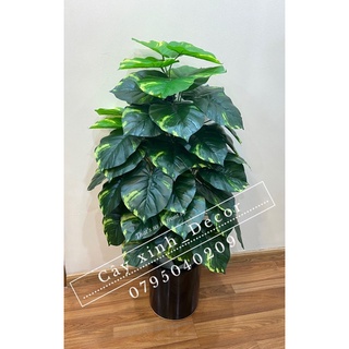 Cây trầu bà cao cấp 110cm