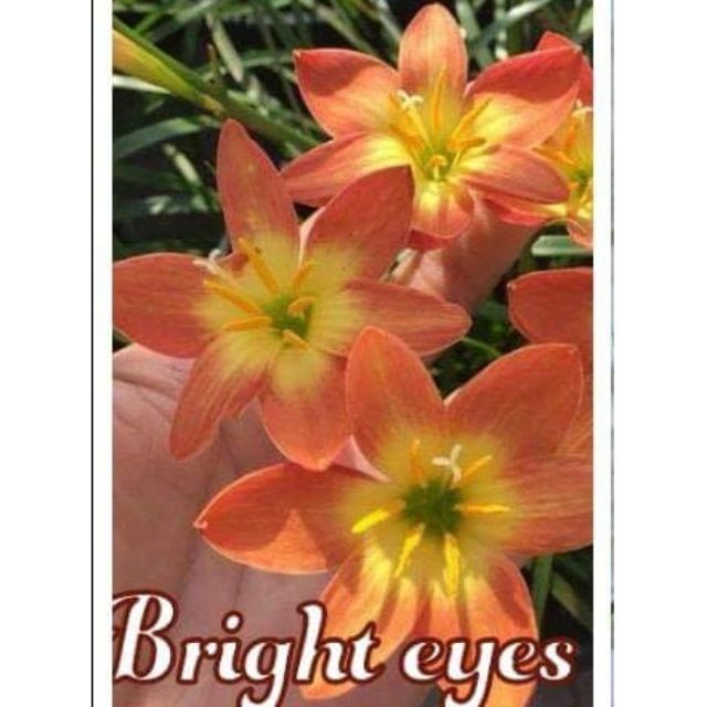 16 củ mẹ huệ mưa ngoại16 màu.đang hoa và ngậm nụ