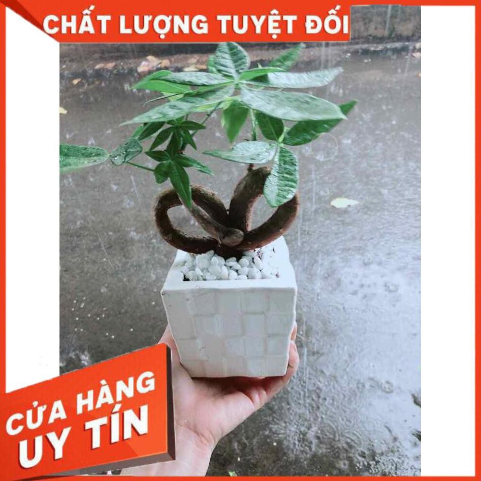 Chậu Kim Ngân Nơ Nhiều Người Mua