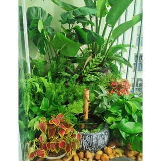Bán sỉ mẫu thác tre-06