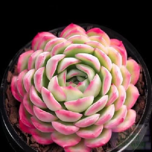 50 Giống quý hiếm Hạt sen đá mọng nước Quả bóng Lá đào Trứng phô mai 50h