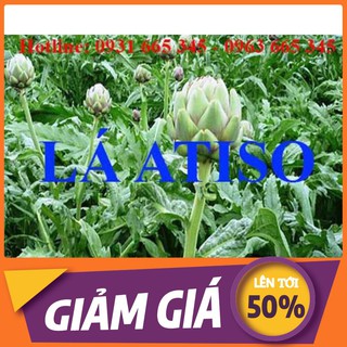 Lá Atiso 1Kg Hàng Đà Lạt 100% Tự Nhiên - Thảo Dược Uy Tín