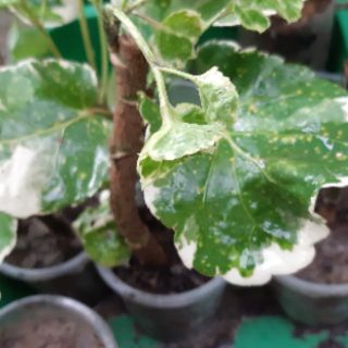 cây đinh lăng cẩm thạch lá to