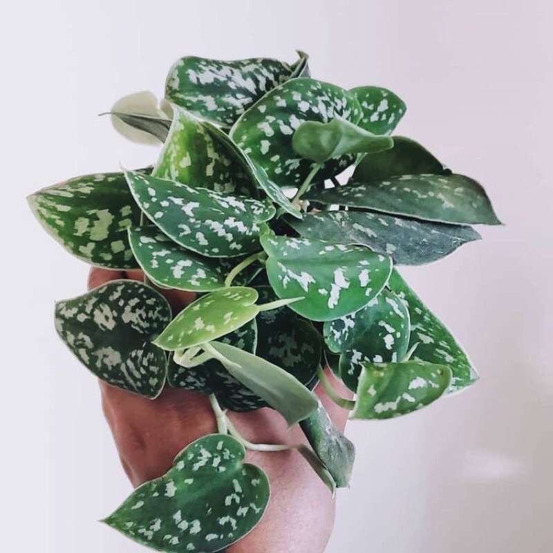 Trầu bà pháp cây bao đẹp