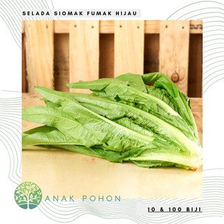 Hạt giống Hạt giống - Fumak Siomak Rau diếp xanh lá nhọn Lá kiếm Hạt giống rau diếp 100h