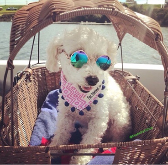 MẮT KIẾNG CÚN MÈO