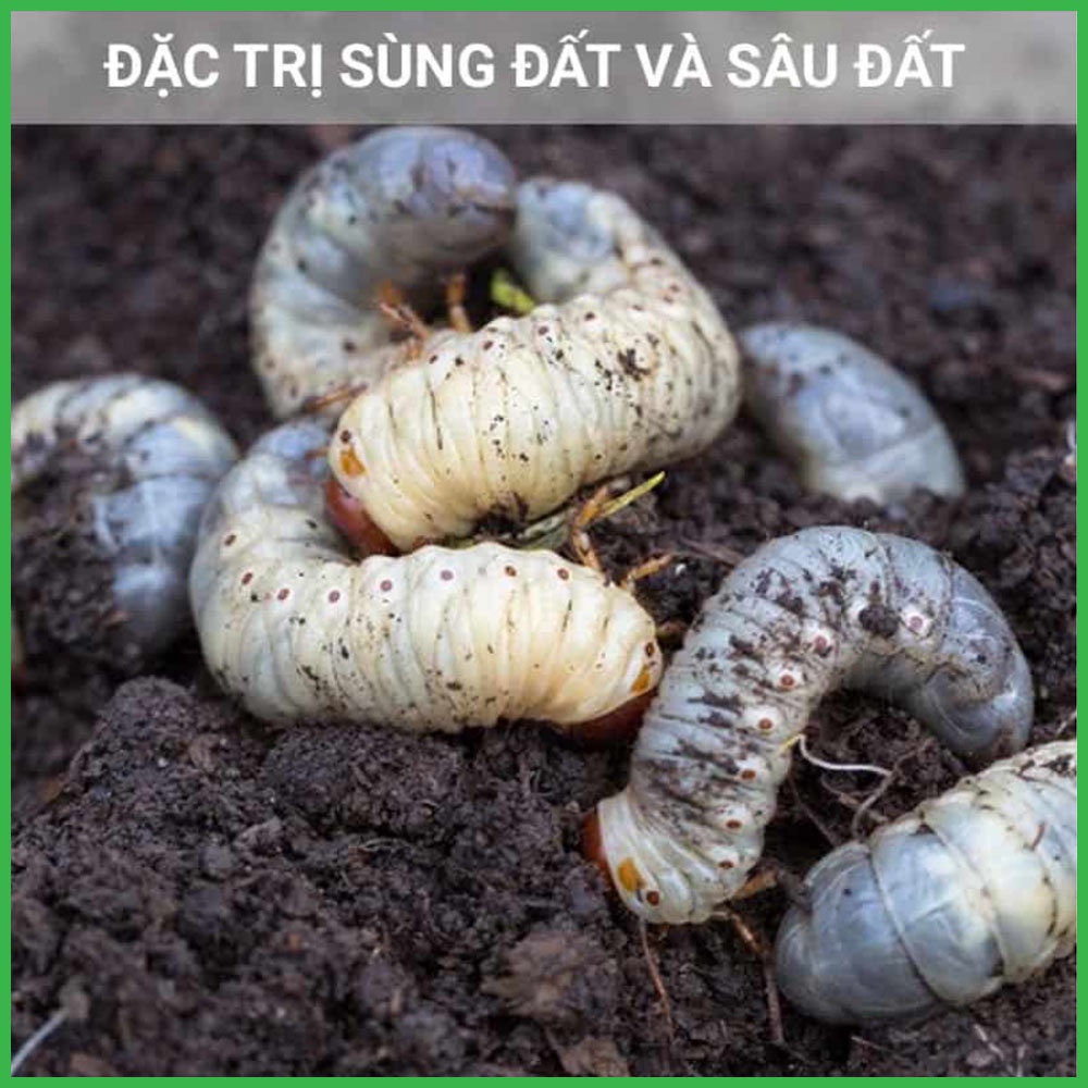 Nấm 3 Màu Thủy Kinh Sinh Gói 200 Gram