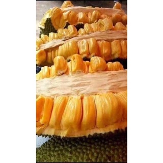 Giống Cây Mít Malai Trái Dài ( cây ghép cho trái sớm)