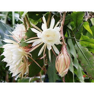 CHẬU CÂY GIỐNG HOA QUỲNH DAO CỔ