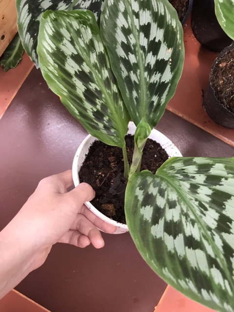 Chậu cứng Đuôi công hoa