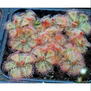 Bộ gieo hạt cây gọng vó,cây ăn thịt,cây bèo đất