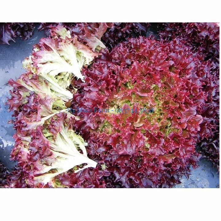 Hạt Giống Xà Lách Tím Lollo Rossa PN-9 Phú Nông - 2g