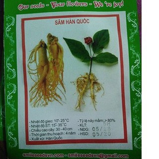 Hạt giống nhân sâm hàn quốc 5 hạt - tặng kèm 3 viên nén kích thích hạt nảy mầm - DC