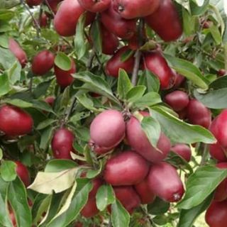 LÊ ĐỎ MỸ chuẩn giống F1