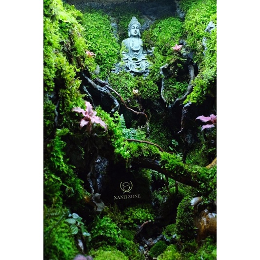 Dứa tiểu phụng mini set bình terrarium, gắn lũa, đá hồ bán cạn ( 1 cây )