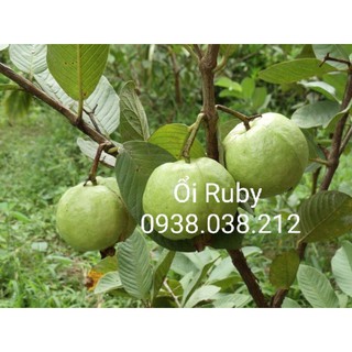 CÂY GIỐNG ỔI RUBY RUỘT ĐỎ KHÔNG HẠT
