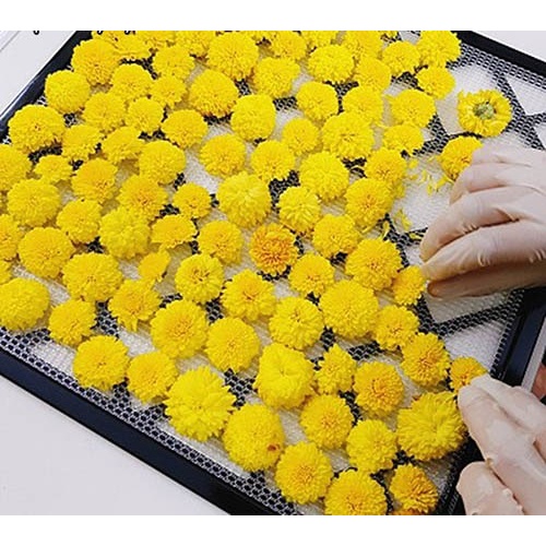 Trà Hoàng Cúc Vàng thanh nhiệt, đẹp da