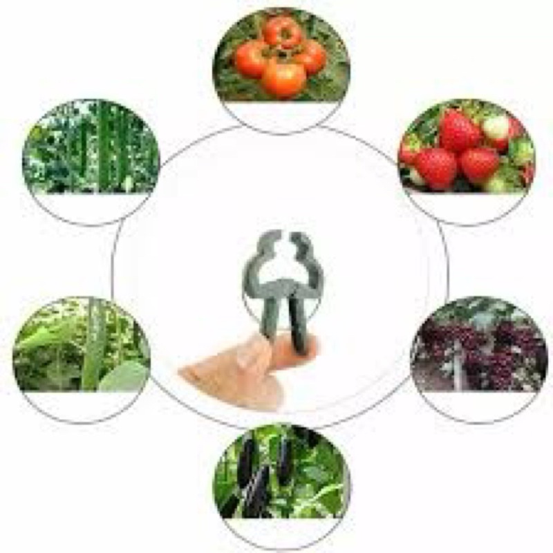 Kẹp Giữ Thân Cà Chua, Dưa Leo, Bầu, Bí, Mướp, Hoa Hồng Size Lớn