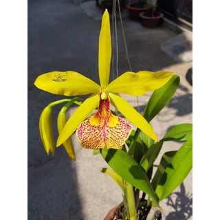 Hoa lan brass kiều vy