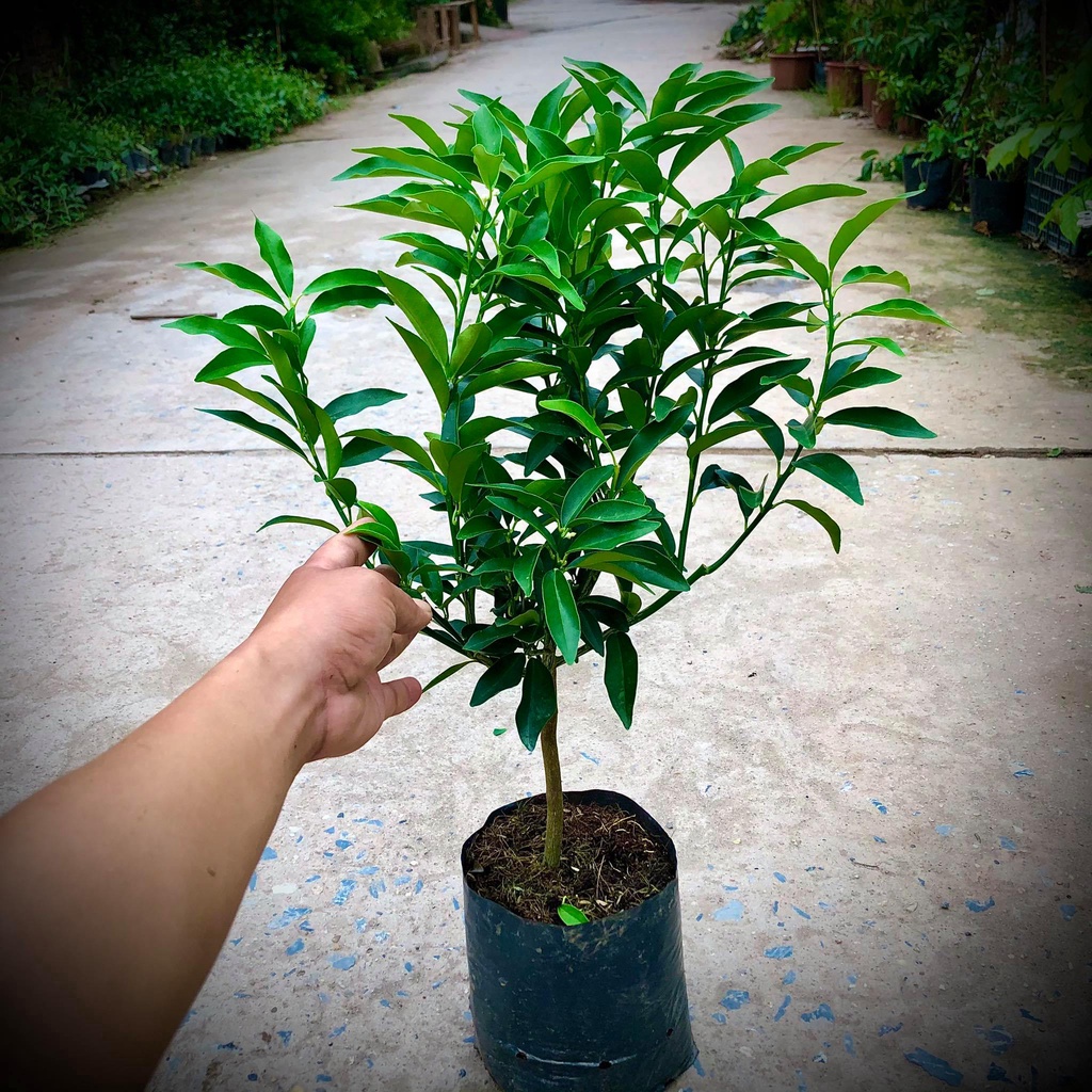 Cây quất mini các loại cao 40 cm (ảnh thật) đang có quả nhỏ.