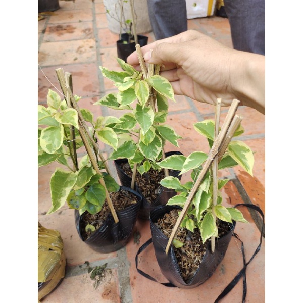 Hoa giấy Cẩm Thạch zin