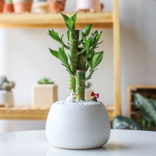 Thỏ con trắng trang trí chậu cây cảnh