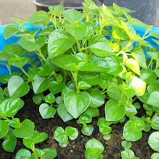 Hạt giống rau càng cua - 1 gói 0.5gram