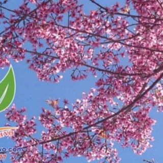 Cây giống mai anh đào
