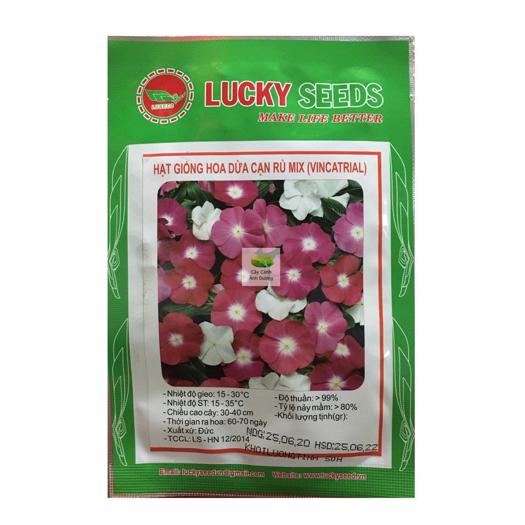 Hạt giống hoa dừa cạn rủ mix 50 hạt