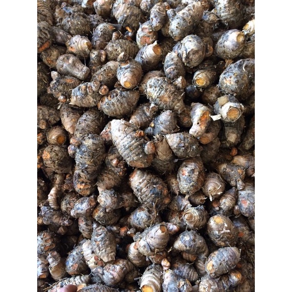 nghệ củ cái tươi