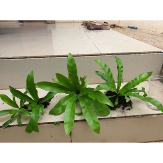 Cây tổ quạ -cây con-dùng ghép lan, trồng làm cảnh