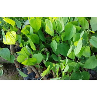 Cây giống RAU BÒ KHAI ( Rau Ngót Leo)