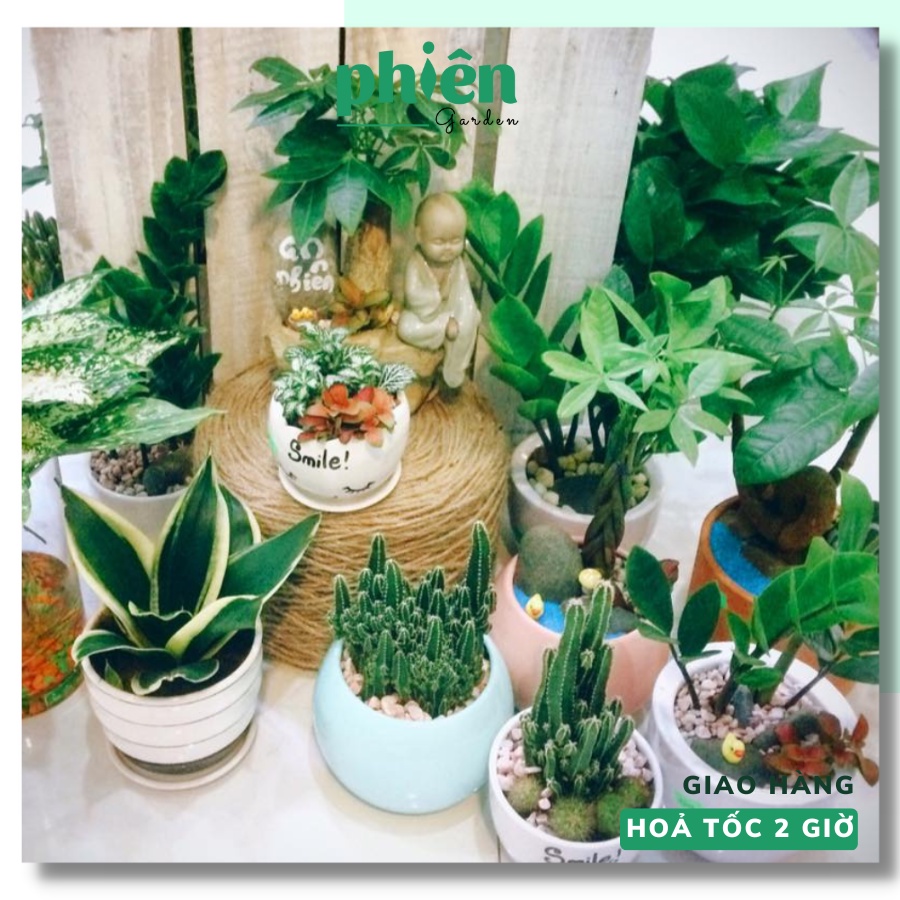 Cây Lưỡi hổ - Kim Phát Tài, Cây phong thủy đủ loại kèm chậu gốm tráng men