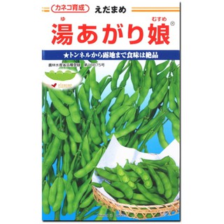 Hạt giống Edamame Nhật Vụ Đông Xuân gói 1dL (Hạt giống Đậu Nành Nhật - Edamame - Saphine).