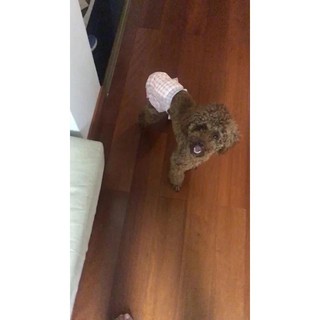 Bỉm (tã lót) cho các Boss