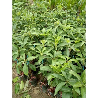 cây giống bơ trái dài (034)