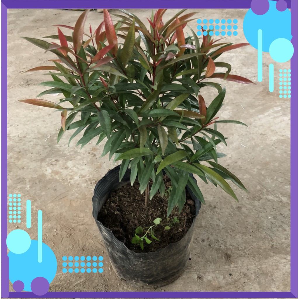 (giá nhà vườn) Cây hồng lộc size to, chiều cao 40-50cm lá mướt đẹp cắt tỉa sum suê dễ trồng thích hợp trang trí cảnh qua