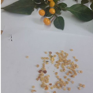 Hạt giống Ớt Peru Mắc Nhất Thế Giới Aji Charapita ( 20 HẠT