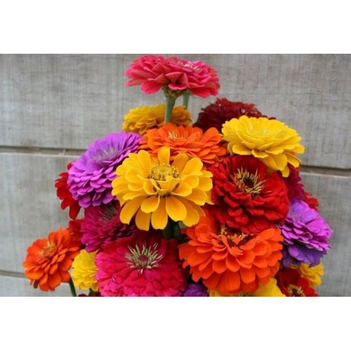 Hạt giống HOA CÚC CALI nhiều màu - Gói 1 gram