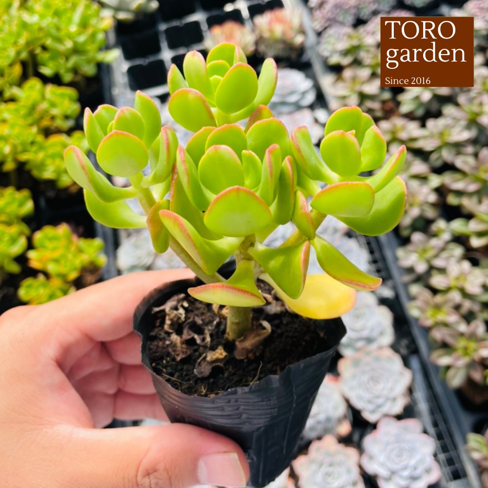 Sen đá thạch bích lá xoăn Đà Lạt size bé cây cảnh trang trí nhà cửa Toro garden