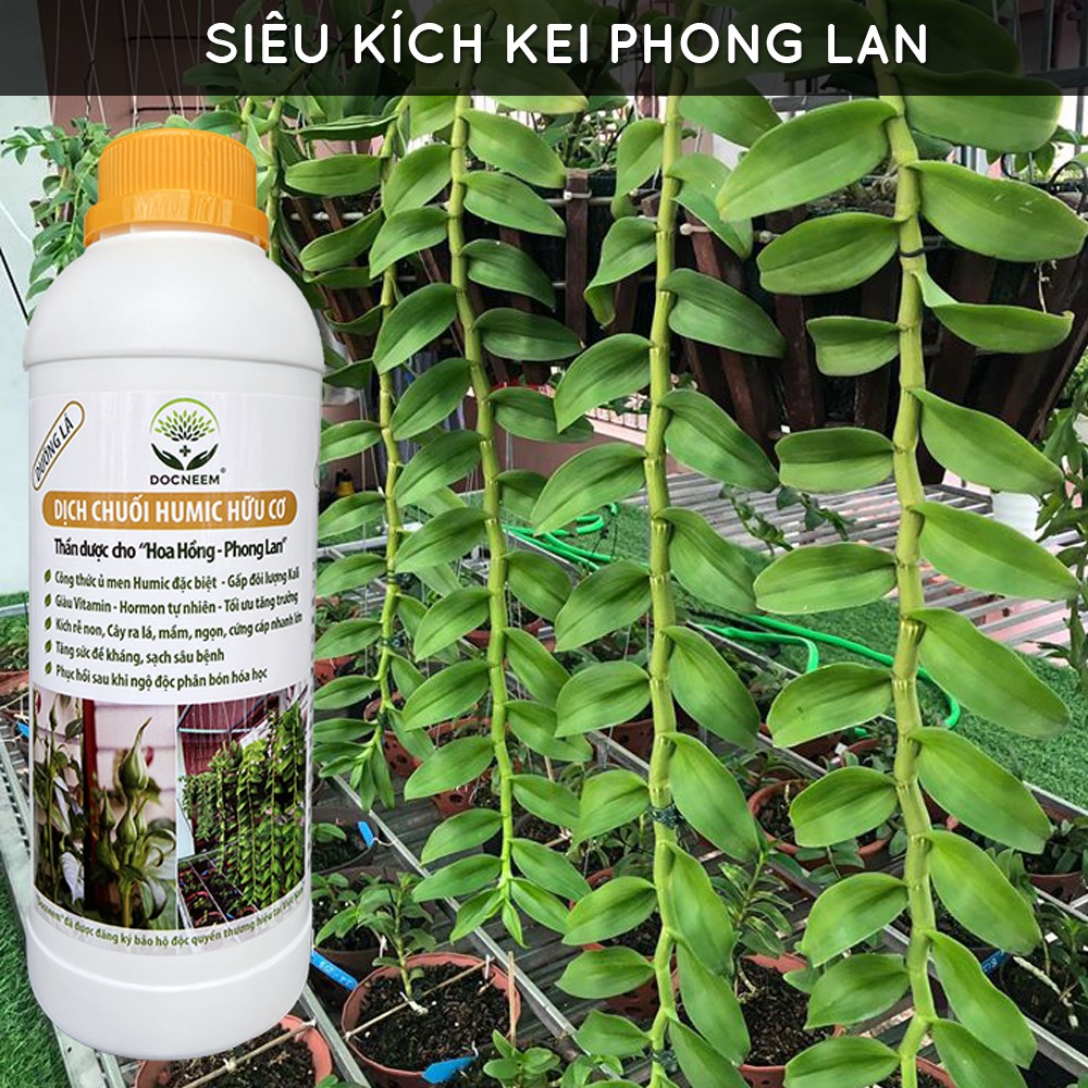 Dịch chuối Humic hữu cơ DOCNEEM, phân bón hoa hồng, lan, cây cảnh, bông to, hoa sai, đậm màu, lâu tàn, dung tích 1 lít